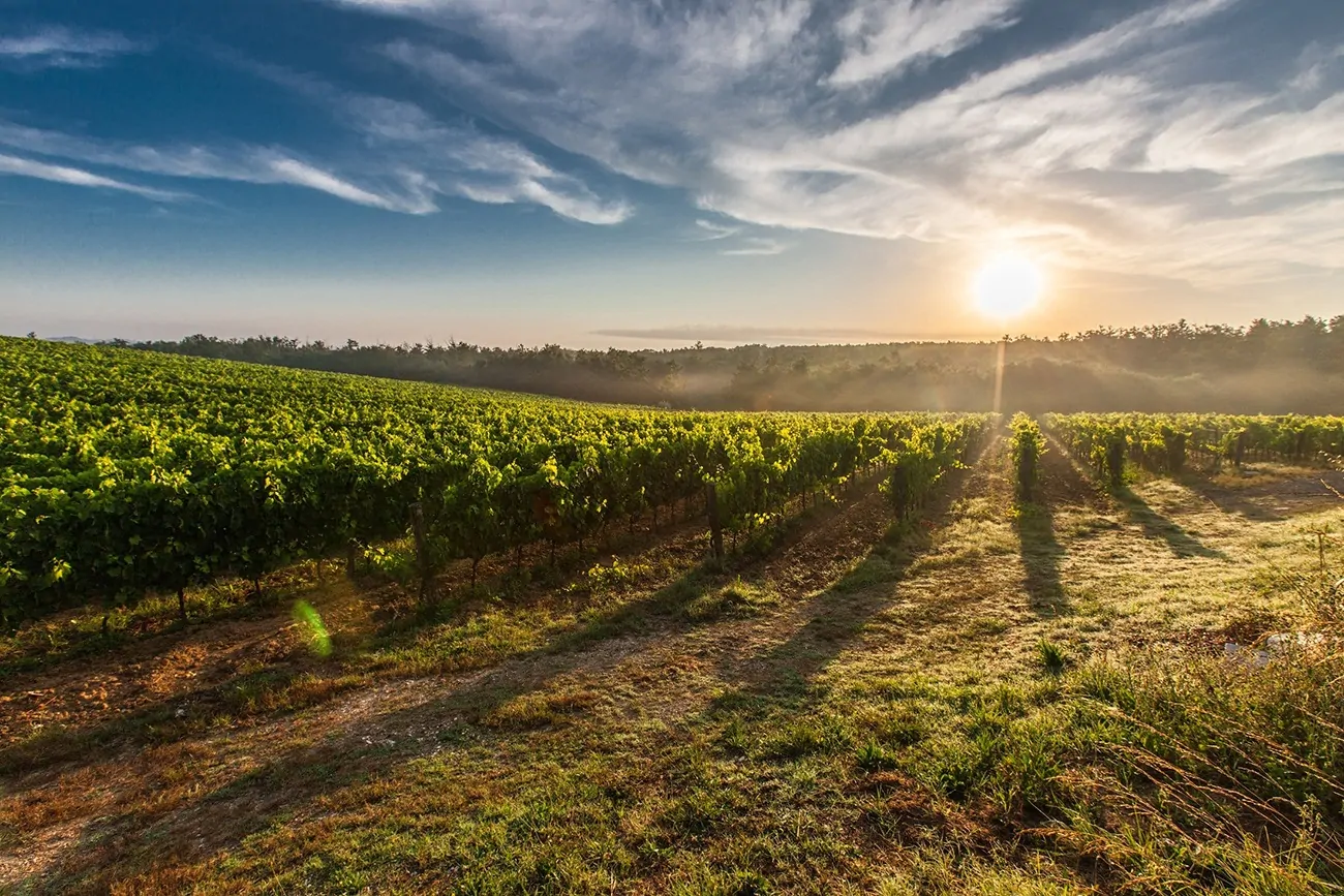 5 Bodegas Navarras que Debes Visitar