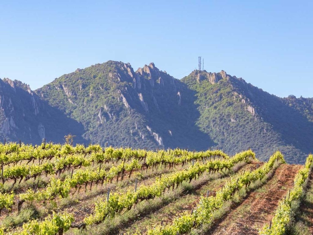 Tour por las bodegas navarras