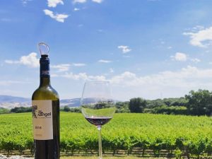 Bodegas Pago de Larrainzar