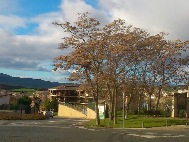 Mañeru
