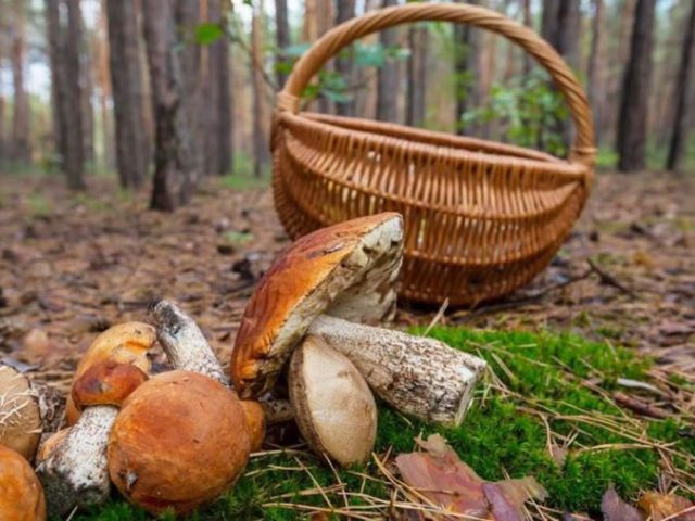 Otoño en Navarra: setas, caza y vinos que enamoran