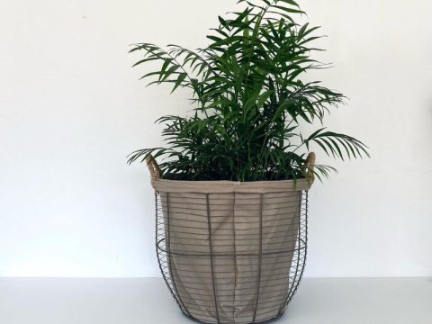 Acacia Loredenda / Floristería . Espacio de Creación