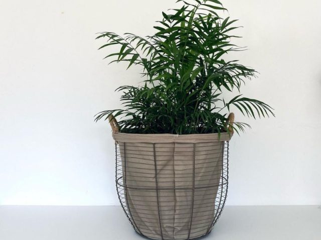 Acacia Loredenda / Floristería . Espacio de Creación