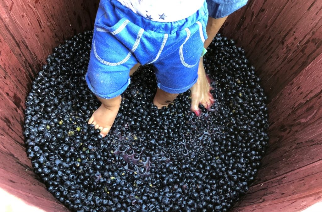 Pisando Uvas en Familia Pisando Uvas en Familia