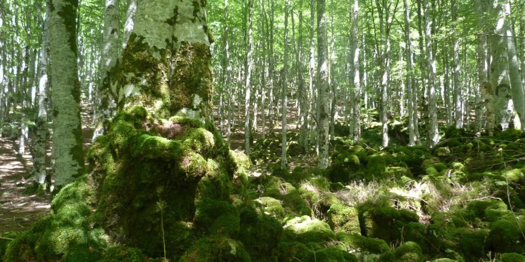 Bosque Encantado