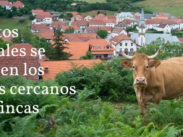 Trigo Limpio – Carne ecológica de Navarra