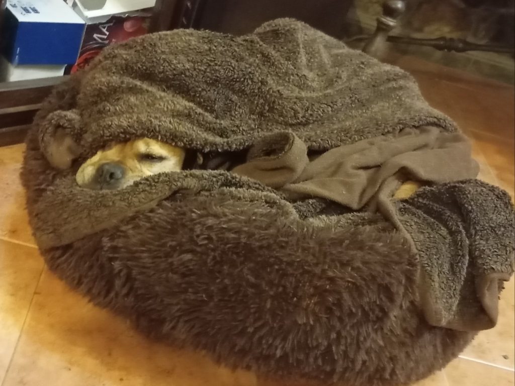 Resort Canino Pikuko
