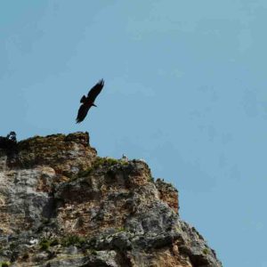 vultures at FOZ DE LUMBIER
